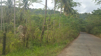 Large Agricultural Lot - Storhill, St. Catherine