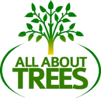Local Business All About Trees in Gilbert AZ