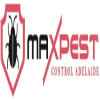 Best Flea Control In Adelaide