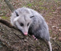 Local Business Humane Possum Removal Perth in Australia 