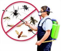 Local Business Pest Control Darlinghurst in Darlinghurst NSW