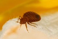 Local Business Panther Bed Bugs Control Brisbane in Brisbane City QLD