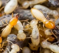 Local Business Peters Termite Control Adelaide in Adelaide SA