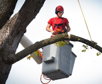 Local Business Midwest Tree Services in Ames IA
