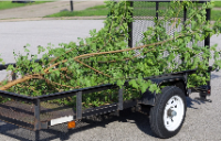 Local Business Celery Capital of the World Tree Removal in Arvada CO