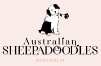 sheepadoodle for sale new zealand