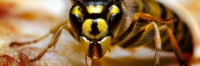 OZ Wasp Removal Adelaide