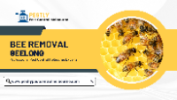 Local Business Bee Removal Geelong in Melbourne VIC