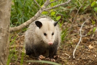 Morris Possum Removal Brisbane