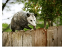 Local Business Morris Possum Removal Adelaide in Adelaide SA