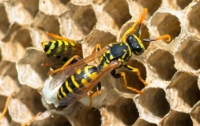Local Business Frontline Wasp Removal Brisbane in Brisbane QLD