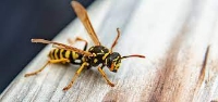 Local Business Frontline Wasp Control Adelaide in Adelaide SA
