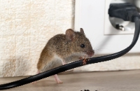 Best Small City Pest Control Solutions