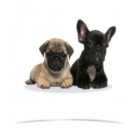 Local Business Frenchie Pugs in Easton KS