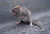 Frontline Rodent Control Perth