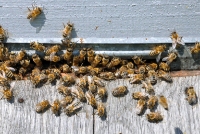 Local Business Morris Bee Removal Perth in Perth WA