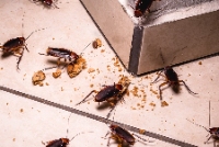 Local Business Morris Cockroach Control Adelaide in Adelaide SA