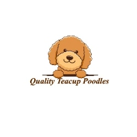 Local Business Quality Teacup Poodles in Louisville ky 