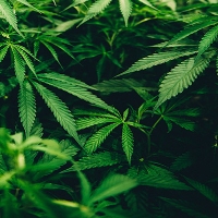 Top Marijuana