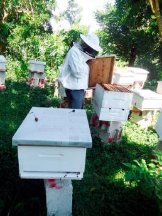 Local Business Port Morant Honey B in Port Morant Saint Thomas Parish