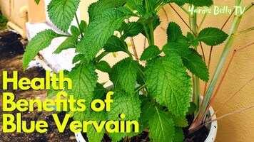 What is Vervain?