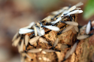 Jamaica Termite 