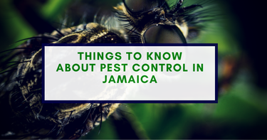 Things to Know About Pest Control in Jamaica